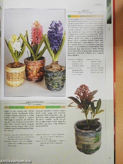 Nagy szobanövény lexikon