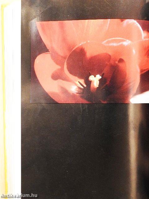 Fotó 1978. (nem teljes évfolyam)