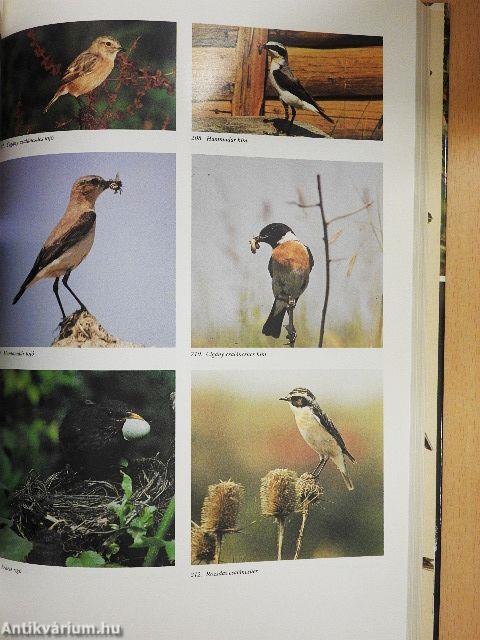 Magyarország fészkelő madarai