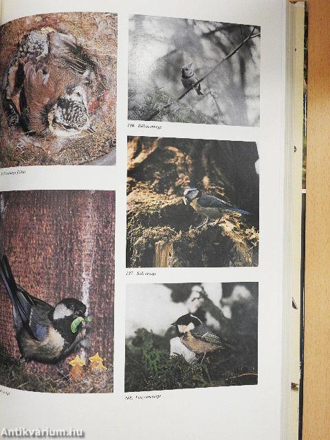 Magyarország fészkelő madarai