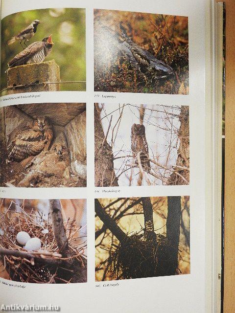 Magyarország fészkelő madarai