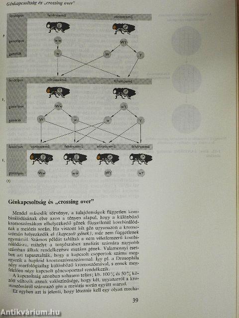 A gén molekuláris biológiája
