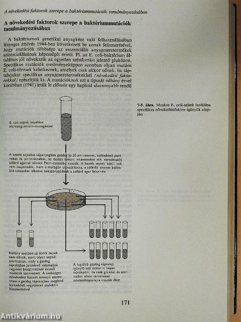 A gén molekuláris biológiája