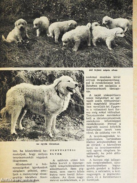 A kutya 1969. július