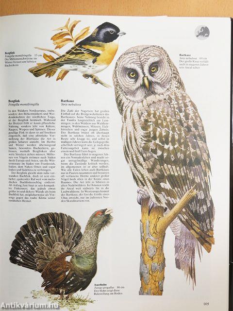 Atlas der Vogelwelt