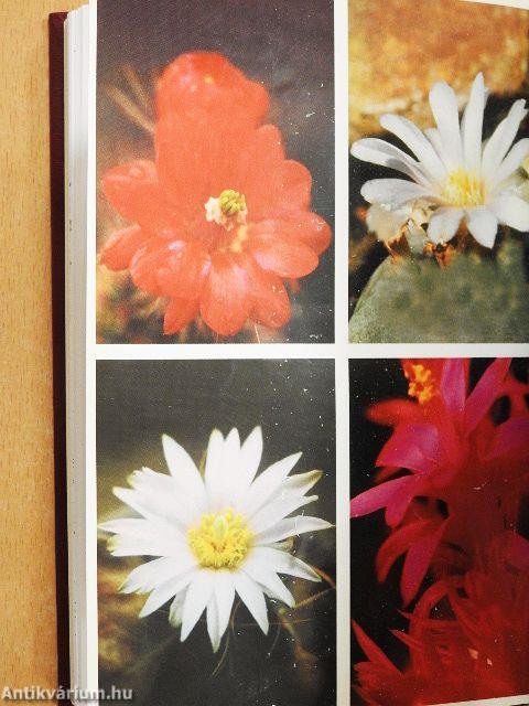 Debreceni pozsgás-tár 2000. 1-4./Debreceni Kaktuszgyűjtők Közhasznú Egyesülete Maglistája 2000-2001.