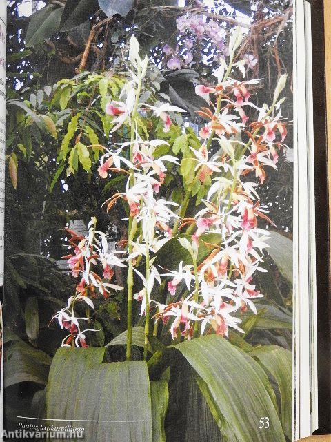 Debreceni pozsgástár 2008. 1-4./MKOE Közlemények 2008/1-2., 2., 3./MKOE Magjegyzék 2008./Orchidea és bromélia 2008/1-4./Orchidea 2003/2.