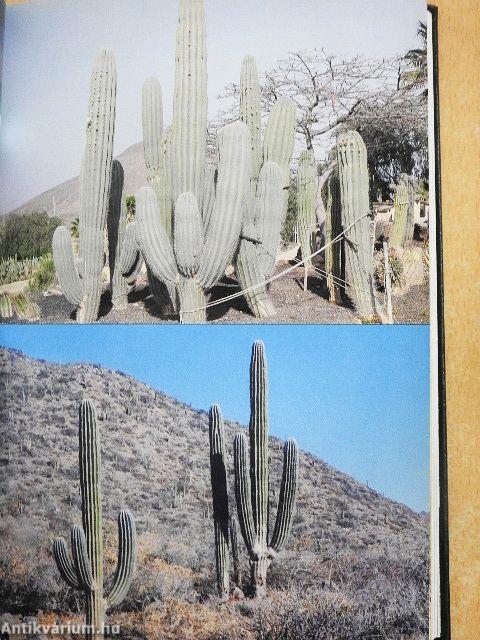 Debreceni pozsgástár 2004. 1-4./Magyar Pozsgásgyűjtők Közhasznú Egyesülete Maglistája 2005./MKOE Közlemények 2005/1./MKOE Magjegyzék 2005. február/Kaktusblüte April 2000/April 2001/April 2002/April 2003/April 2004