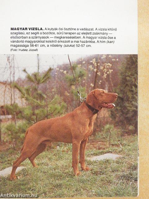 Háziállatok és társaik