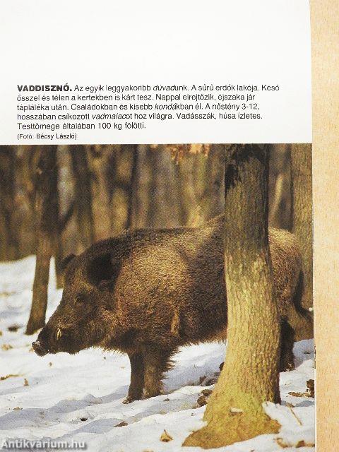 Háziállatok és társaik