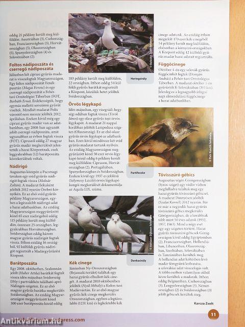 Madártávlat 2013. tél