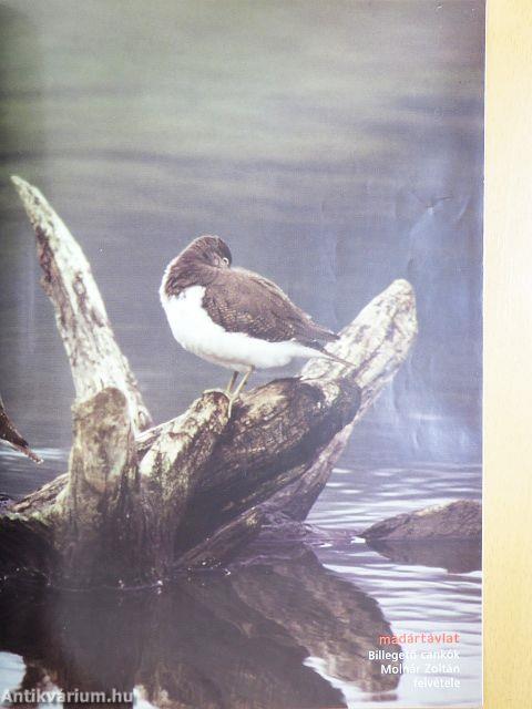 Madártávlat 2004. március-április