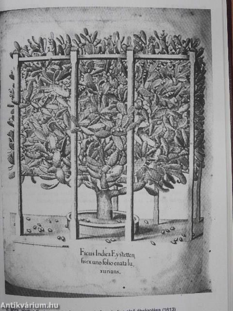 Debreceni pozsgás-tár 2000. 1-4./Debreceni Kaktuszgyűjtők Közhasznú Egyesülete Maglistája 2000-2001.