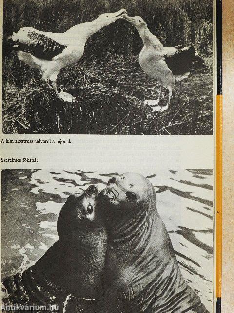 Az állatok nagy képeskönyve