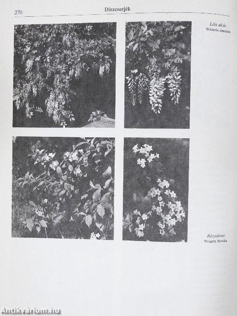 Virágoskert, pihenőkert