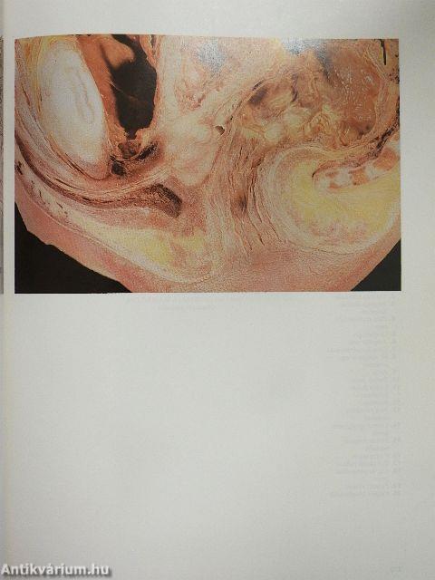 Atlas anatomiae II. (töredék)
