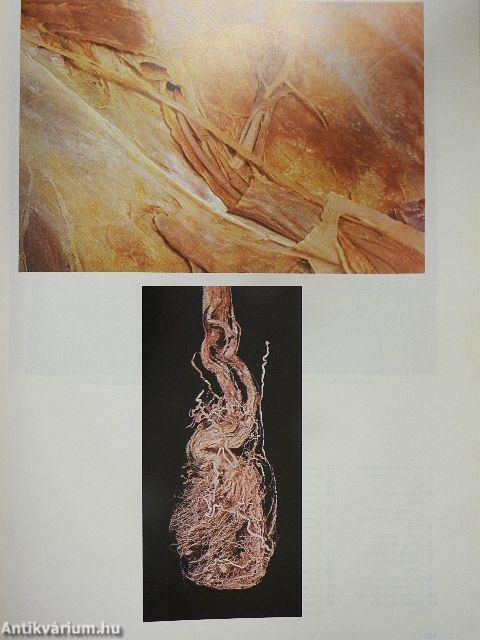 Atlas anatomiae II. (töredék)