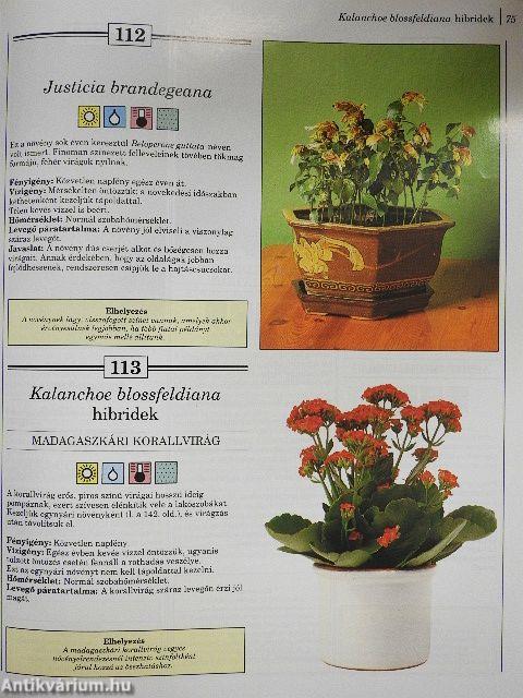 200 kedvelt szobanövény termesztése és ápolása