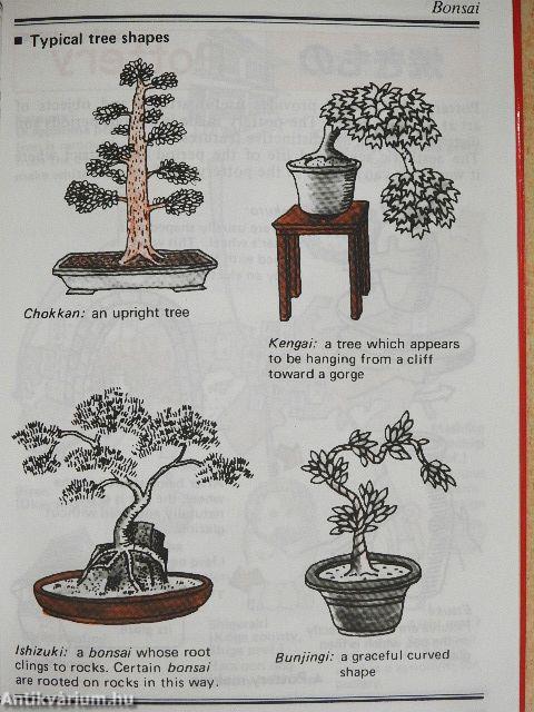 Illustrated a look into Japan