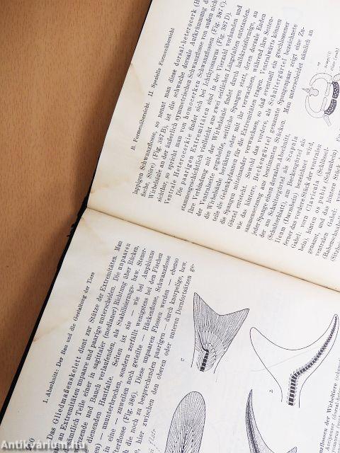 Zoologie im Grundriss