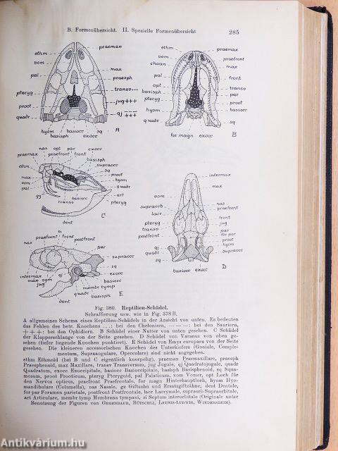Zoologie im Grundriss