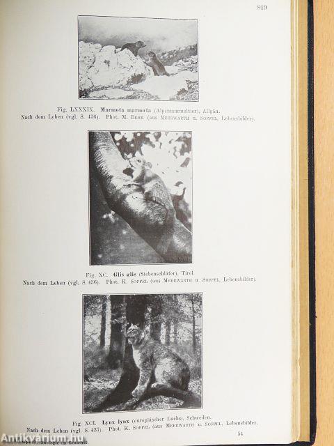 Zoologie im Grundriss