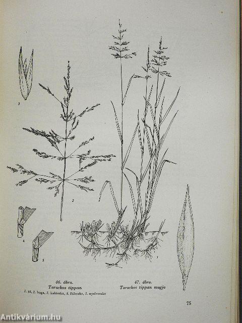 Legelő- és rétművelés