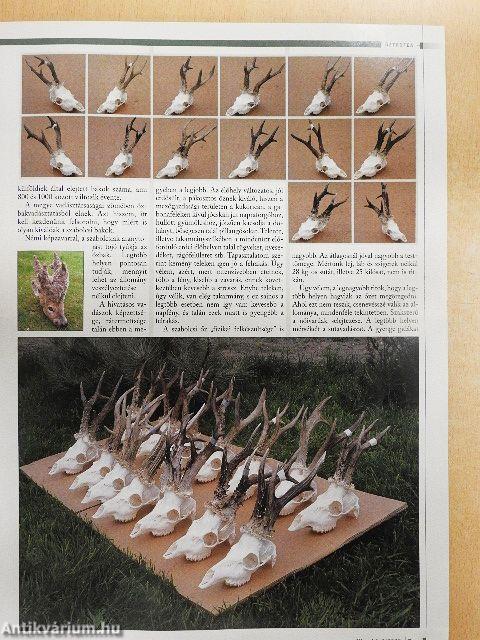 Nimród 2008. május