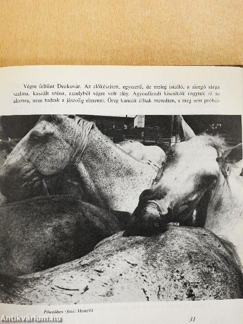 A lipicai ló Magyarországon