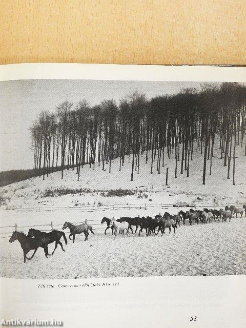 A lipicai ló Magyarországon