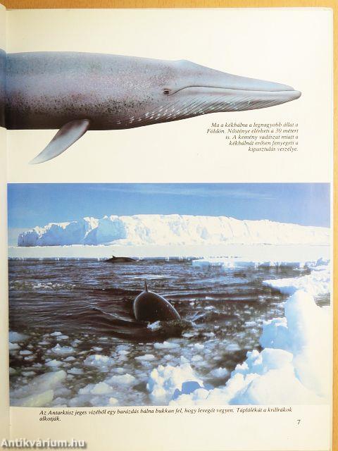 Bálnák és delfinek