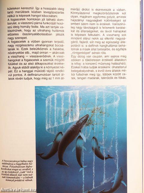 Bálnák és delfinek