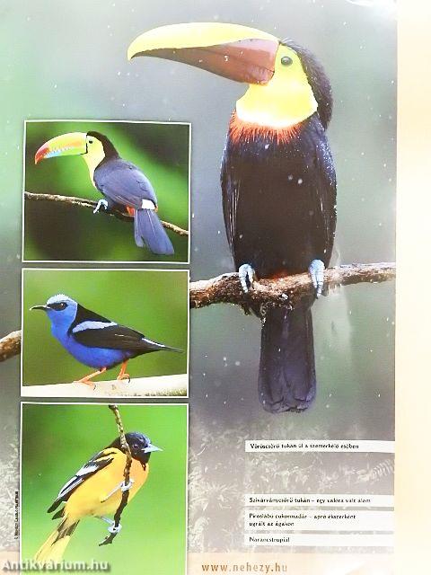 Madártávlat 2011. tavasz-tél