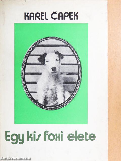 Egy kis foxi élete