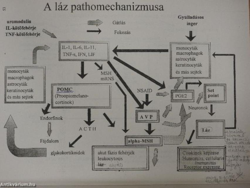 Kórélettan alapjai
