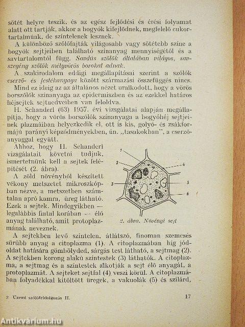 Üzemi szőlőfeldolgozás II.