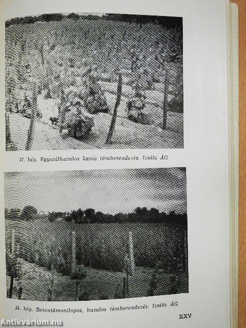 A homoki szőlőtermelés korszerűsítése