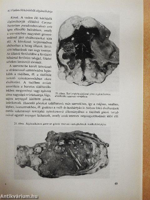 Vadon élő állatok betegségei
