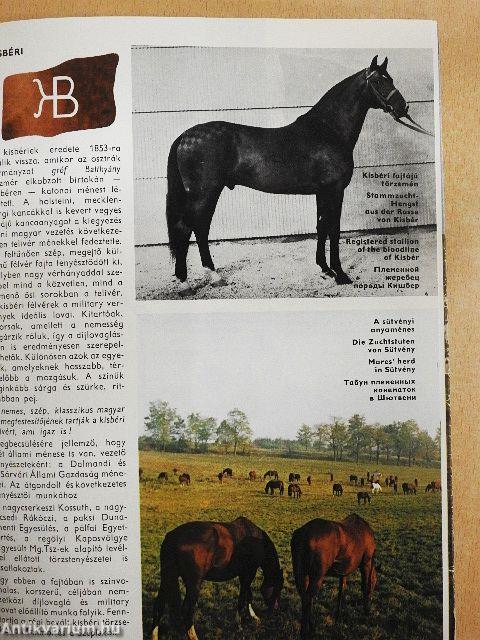 Magyar lótenyésztés 1945-1980