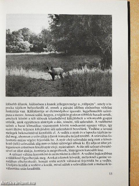 A vaddisznó zárttéri tartása