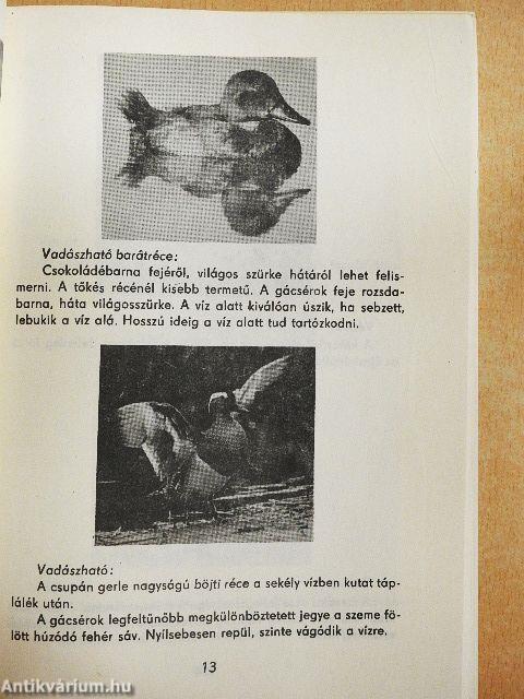 Kezdő vadászoknak
