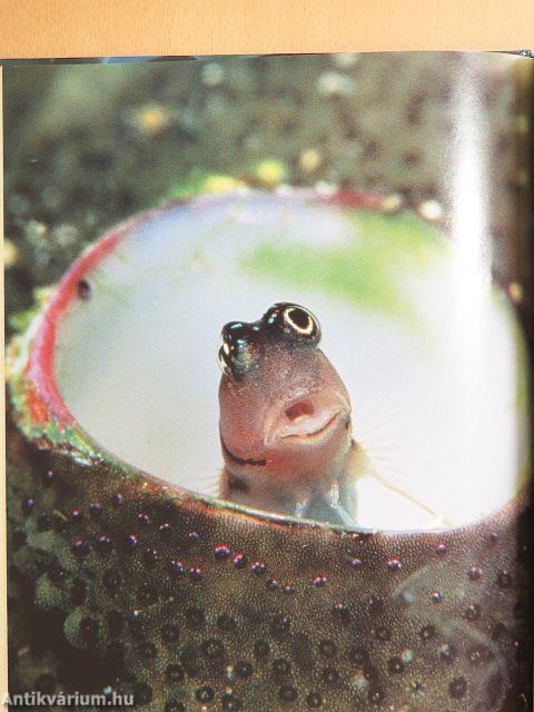 Hello, Fish!