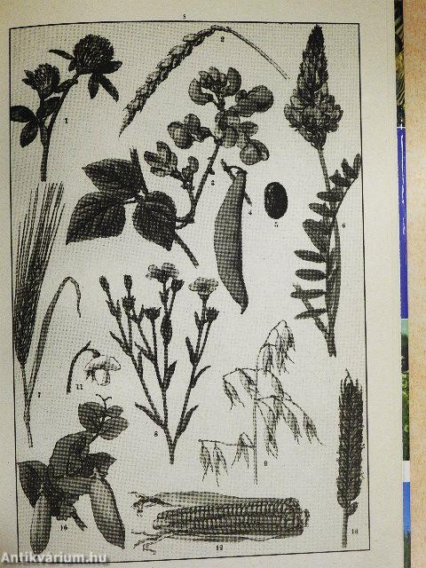 A természet világa