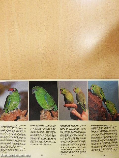 Farbiger Atlas Papageien