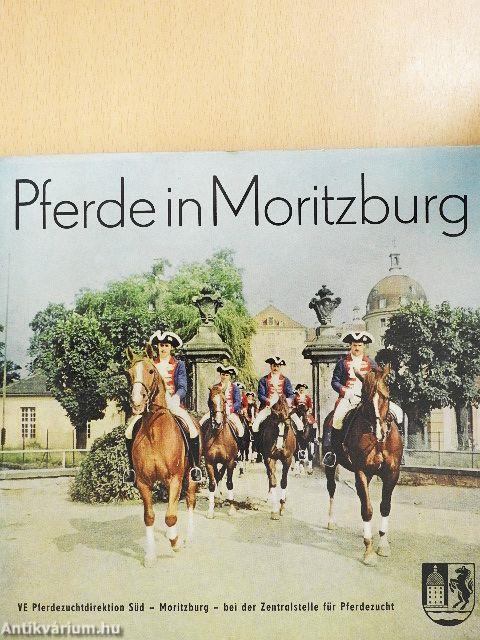 Pferde in Moritzburg