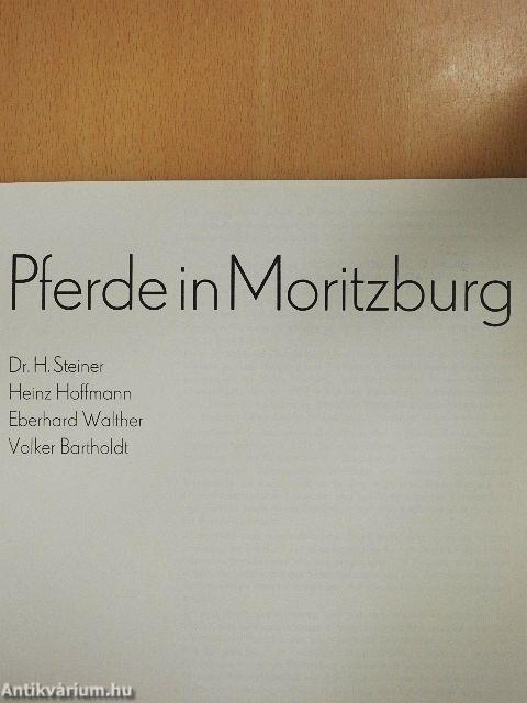Pferde in Moritzburg