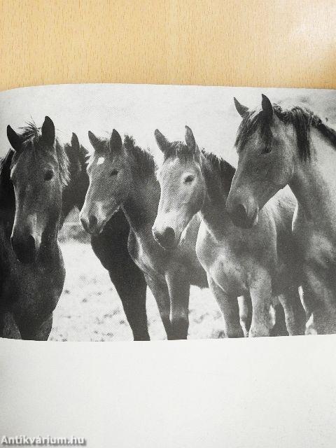 Pferde in Moritzburg