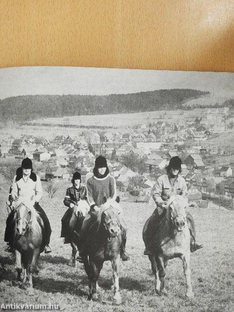 Pferde in Moritzburg