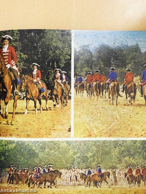 Pferde in Moritzburg