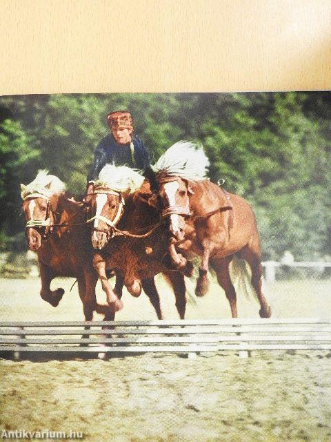 Pferde in Moritzburg